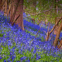 Buy canvas prints of A carpet of bluebells by David McCulloch