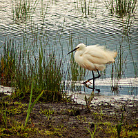 Buy canvas prints of Little Egret rushing by by David McCulloch