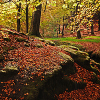 Buy canvas prints of Autumn Leaves by David McCulloch