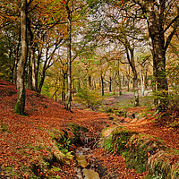 Buy canvas prints of Colourful Autumn by David McCulloch