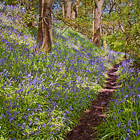 Buy canvas prints of spring woodland by David McCulloch