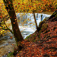 Buy canvas prints of Autumn by the weir by David McCulloch