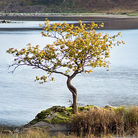 Buy canvas prints of The lone tree by David McCulloch