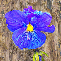Buy canvas prints of The painterly pansy by David McCulloch