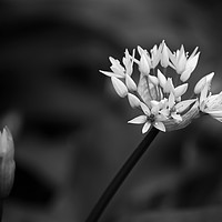 Buy canvas prints of From bud to flower by David McCulloch