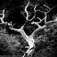 Buy canvas prints of The barren tree by David McCulloch