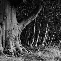 Buy canvas prints of Leaning trees by David McCulloch