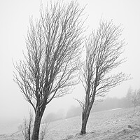Buy canvas prints of On a misty windy hill by David McCulloch