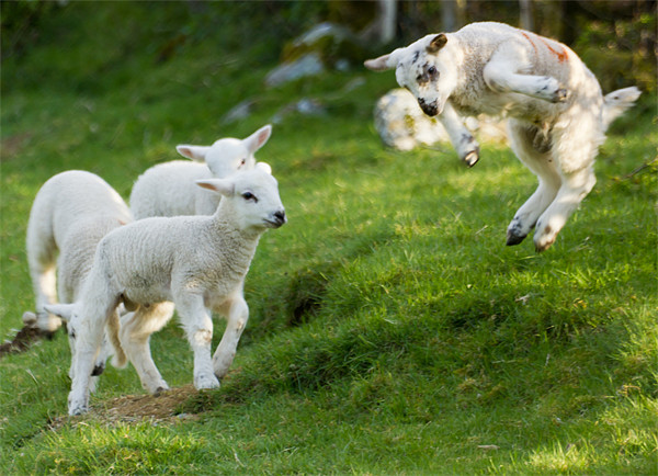 Spring Lamb Springing Picture Board by Ian Hufton