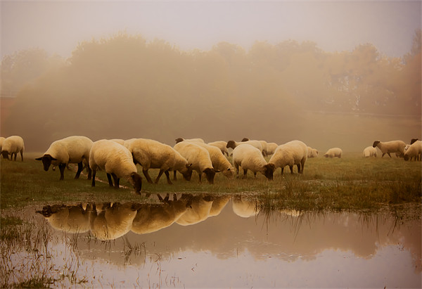 Sheep in the fog Picture Board by Ian Hufton