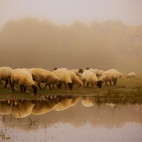 Buy canvas prints of Sheep in the fog by Ian Hufton
