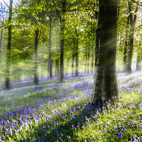 Buy canvas prints of Morning Bluebells. by Ian Hufton