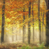 Buy canvas prints of Autumn Gold by Ian Hufton
