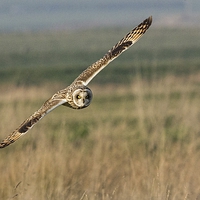 Buy canvas prints of Short Eared Owl by Ian Hufton