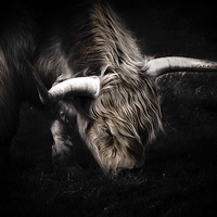 Buy canvas prints of Highland Cow by Ian Hufton