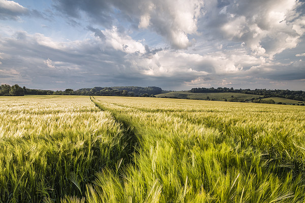 Barley Fields Picture Board by Ian Hufton