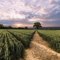 Buy canvas prints of Field of Dreams by Ian Hufton