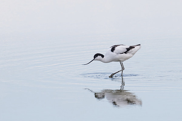  Avocet Picture Board by Ian Hufton