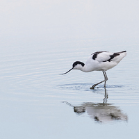 Buy canvas prints of  Avocet by Ian Hufton