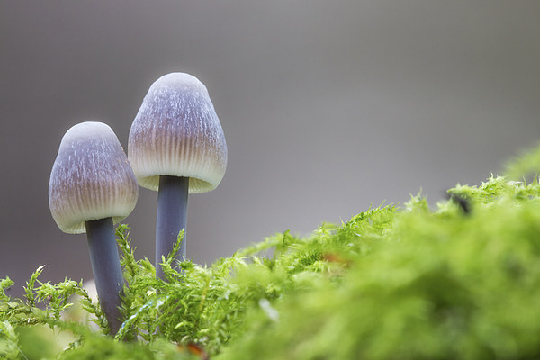  Autumn Fungi Picture Board by Ian Hufton