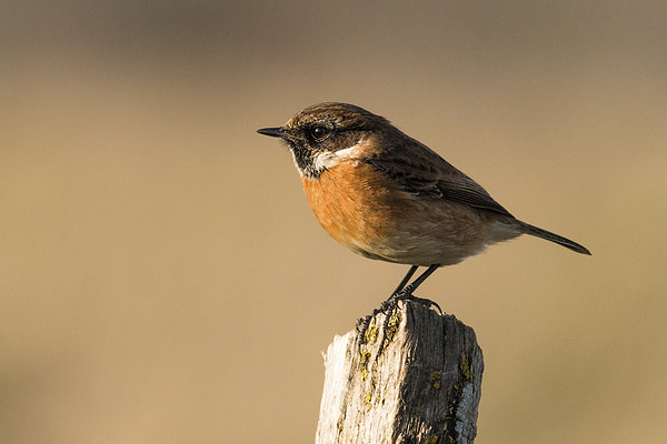 Stonechat Picture Board by Ian Hufton