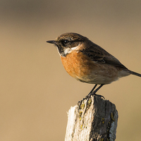 Buy canvas prints of  Stonechat by Ian Hufton