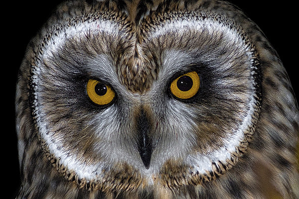   Short Eared Owl Picture Board by Ian Hufton
