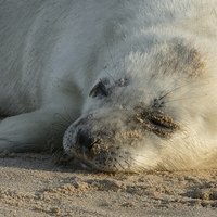 Buy canvas prints of  Seal Pup by Ian Hufton