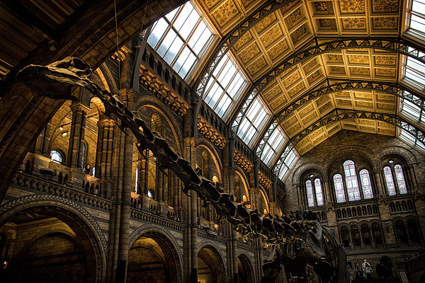  Natural History Museum Picture Board by Ian Hufton