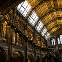 Buy canvas prints of  Natural History Museum by Ian Hufton