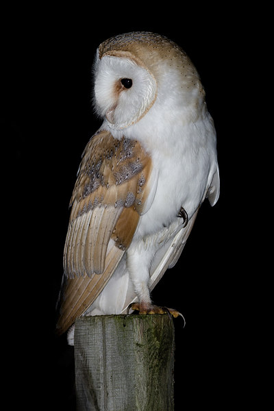   Barn Owl  Picture Board by Ian Hufton