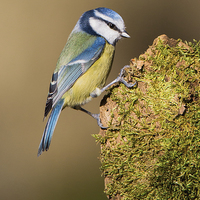Buy canvas prints of  Blue tit by Ian Hufton