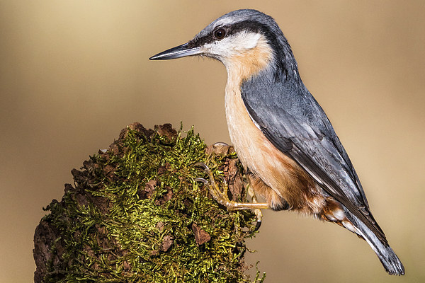  Nuthatch Picture Board by Ian Hufton