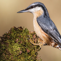 Buy canvas prints of  Nuthatch by Ian Hufton