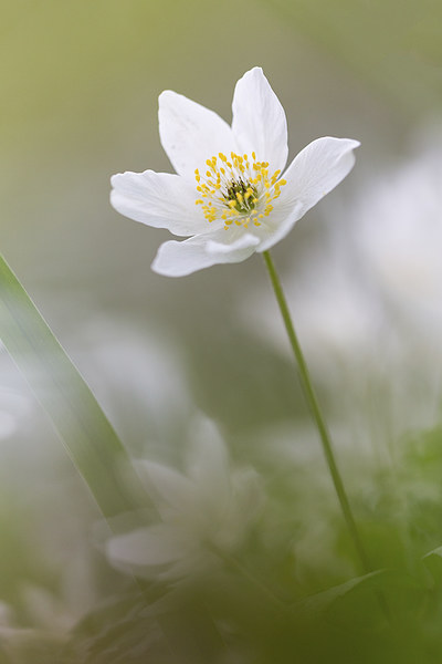  Wood Anemone Picture Board by Ian Hufton