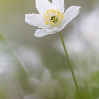 Buy canvas prints of  Wood Anemone by Ian Hufton