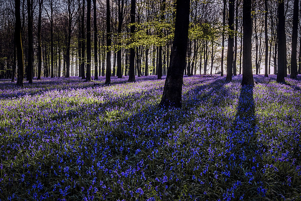  Kings Wood Bluebells Picture Board by Ian Hufton