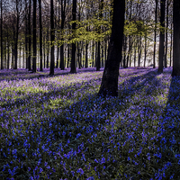 Buy canvas prints of  Kings Wood Bluebells by Ian Hufton