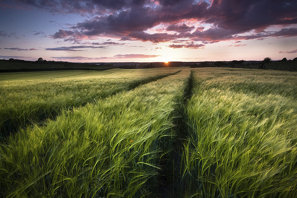  Barley fields at Sunset Picture Board by Ian Hufton