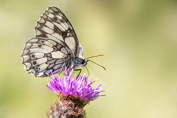  Marbled White Butterfly Picture Board by Ian Hufton