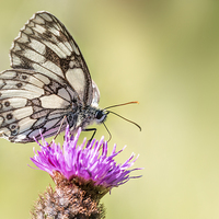 Buy canvas prints of  Marbled White Butterfly by Ian Hufton