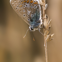 Buy canvas prints of  Common Blue butterfly by Ian Hufton