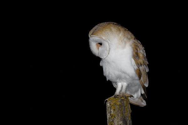  Barn Owl Picture Board by Ian Hufton