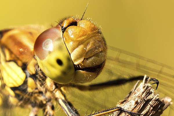 Smiling Dragonfly Portrait Picture Board by Ian Hufton
