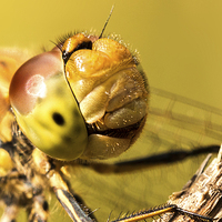 Buy canvas prints of Smiling Dragonfly Portrait by Ian Hufton