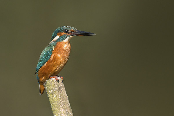  Kingfisher Picture Board by Ian Hufton