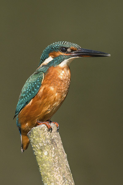  Kingfisher Picture Board by Ian Hufton