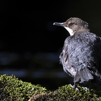 Buy canvas prints of  Dipper by Ian Hufton