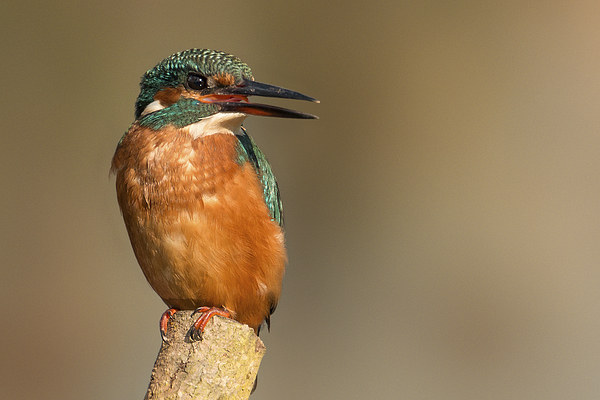   Kingfisher Picture Board by Ian Hufton