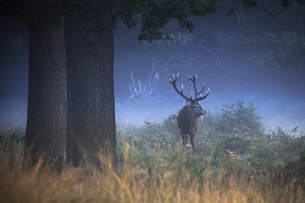  Richmond Park Stag Picture Board by Ian Hufton